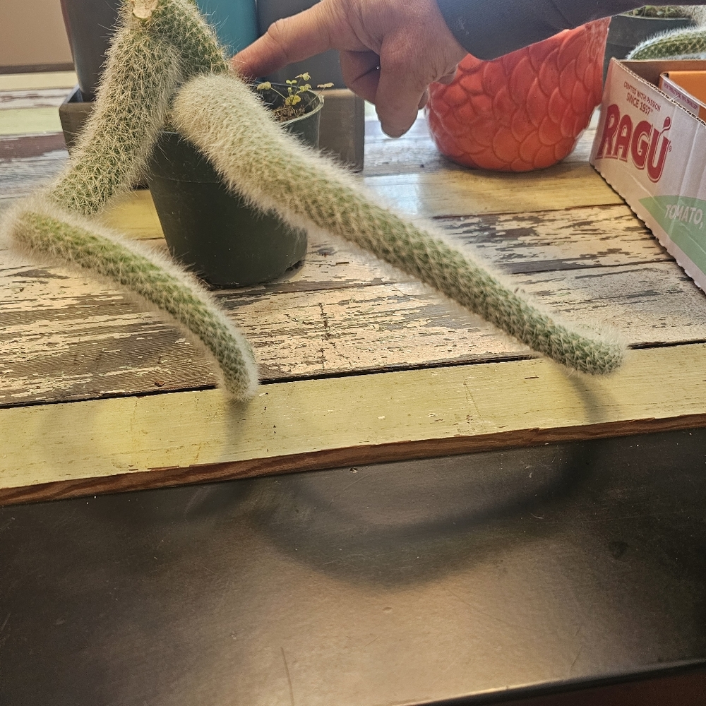 Monkeytail Cactus - Picture 3 of 8